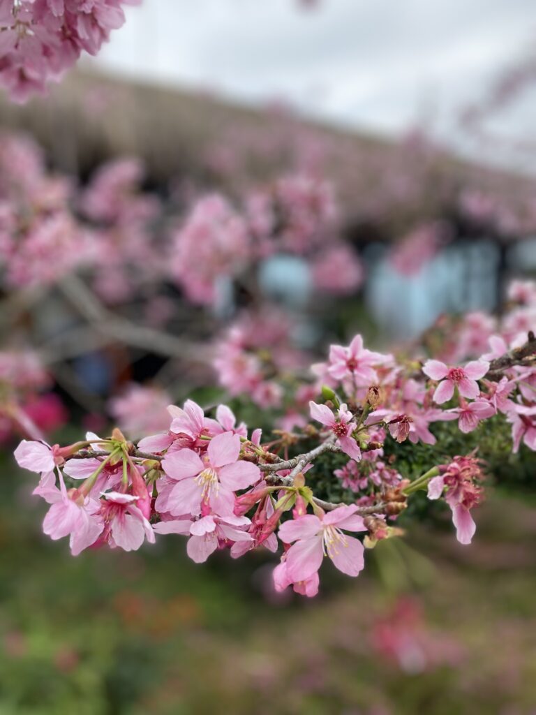 Cherry Blossoms