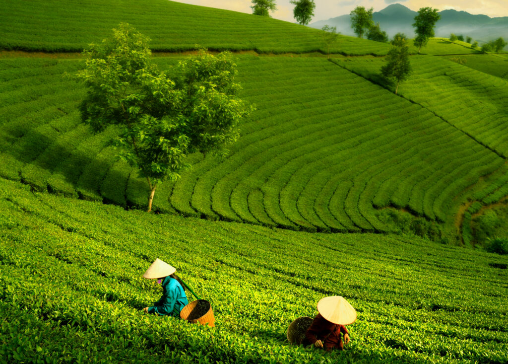 Tea gardens in Sri Lanka